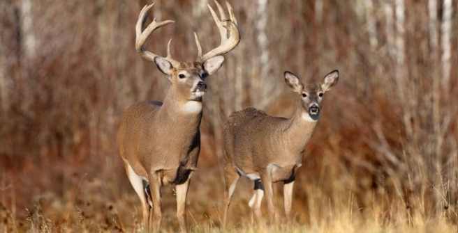 The-Right-Areas-to-Hunt-Whitetail-Deer-768x393